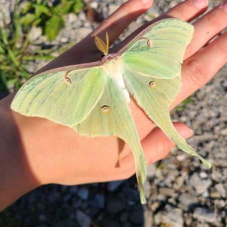 A green, luna moth on a hand